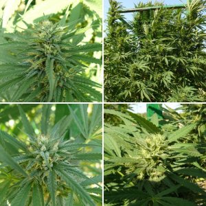 (LaMota Seeds) Fast Old School Skunk 2.0