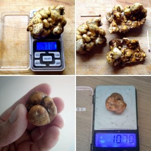 склероции пситрюфеля