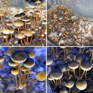 Panaeolus  Cambodginiensis