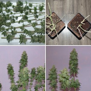 FFT2 Fast Buds