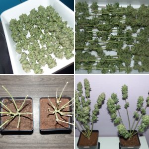 FFT4 Fast Buds