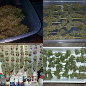 FFT6 Fast Buds