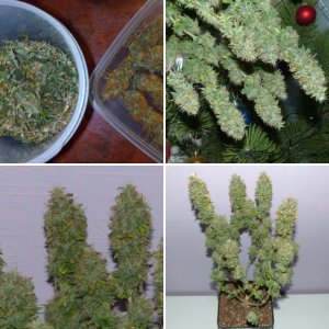 Pink Kush Barneys