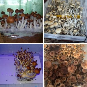 Фото псилоцибиновых грибов 2