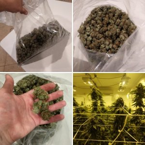 GrowRoom