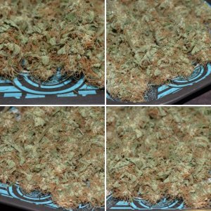 FFT11 Fast Buds