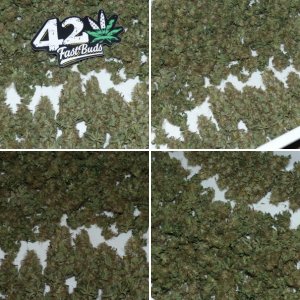 FFT8 Fast Buds