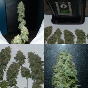 GorillaGlue #4 Cali Buds