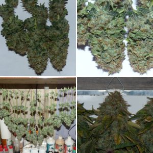 Bruce Banner Cali Buds