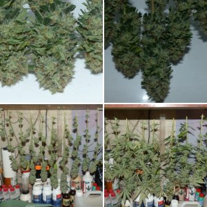 Wedding Cake Cali Buds
