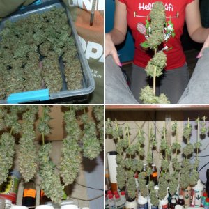 Do-Si-Dos Cali Buds