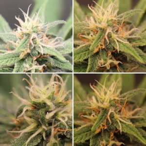 Bruce Banner от Гроверзз