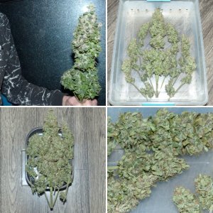 Deimos Buddha Seeds