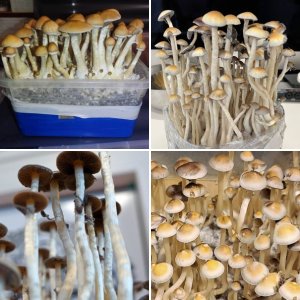 Psilocybe Natalensis