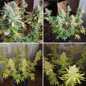 Bruce Banner Auto Fem