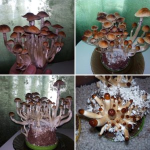 Golden Teacher