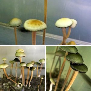 Panaeolus cyanescens Aussi X bali Indonesia