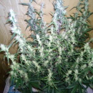 Auto bloody skunk.(GLS)