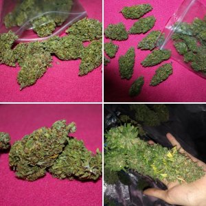 Zkittlez Auto
