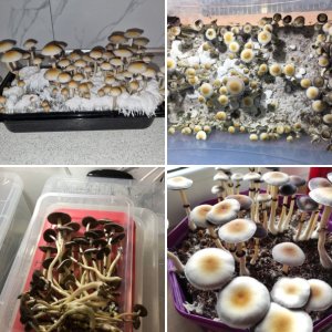 Psilocybe Natalensis