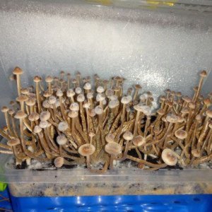 Psilocybe Galindoi