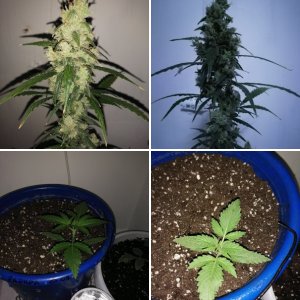 Gagarin Авто Фем от GrowerZ