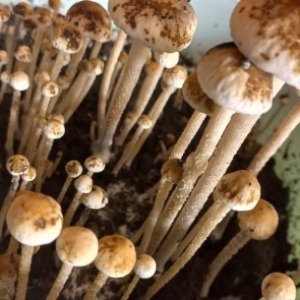 Panaeolus "Goliath"