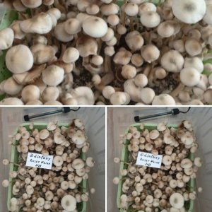 Psilocybe Cubensis   Rusty White -стрейн с белыми грибами альбиносами у которых рыжие споры