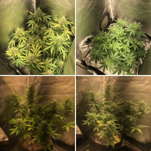 Grower_Ok