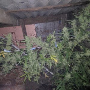 NewGrow