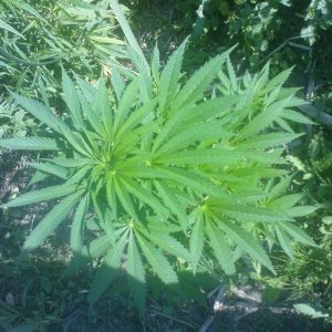 G13 Haze special4