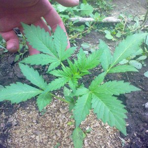 Auto AK-47