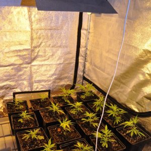 growbox