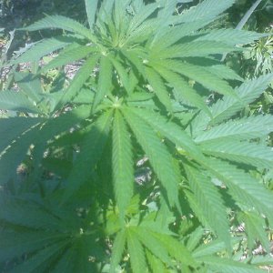 G13 Haze special3