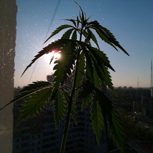 При свете солнца пробудясь