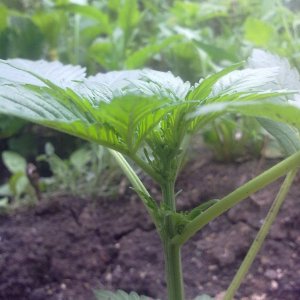 Auto AK-47