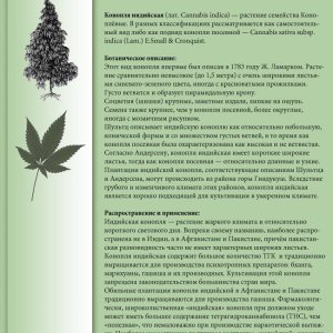 Cannabis indica