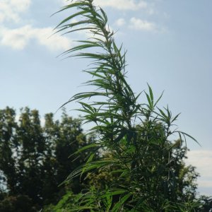 1ab4ed2d05902be8