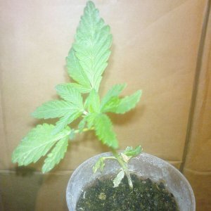 G13 Haze special1
