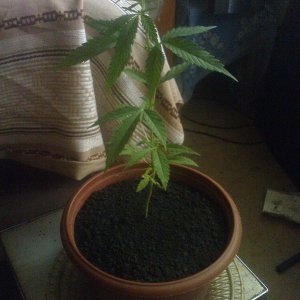 Киокушин 1