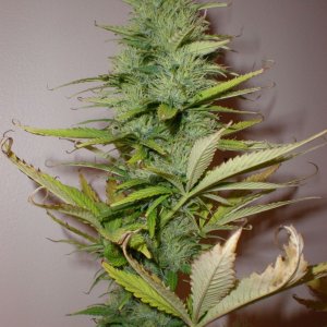 2166ec7fcf25f821