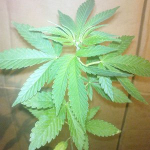 White Russia special2