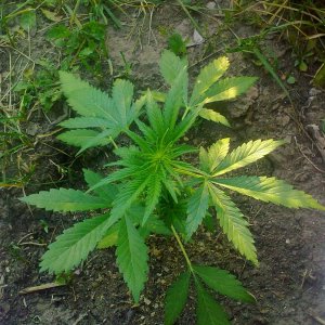 Auto AK-47