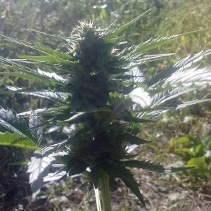 Auto AK-47