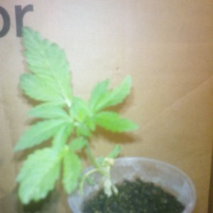 G13 Haze special2