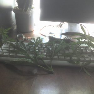 Моя клава =)