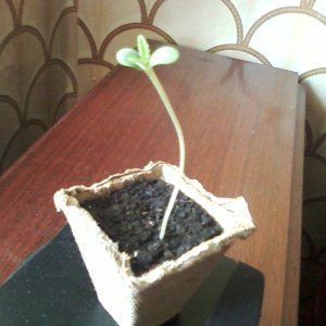 3 дня отруду.. ствол почемуто очень длинный..