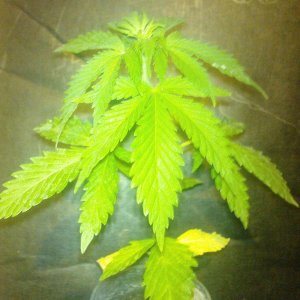 White Russia special1