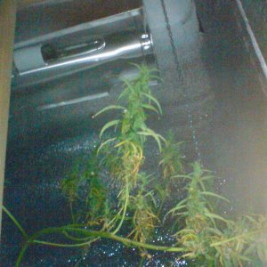 )150 не смотрится