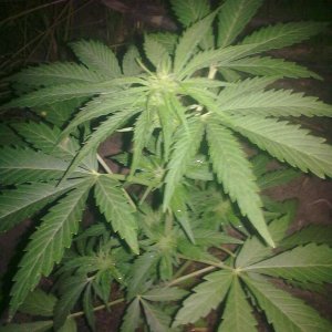 Auto AK-47